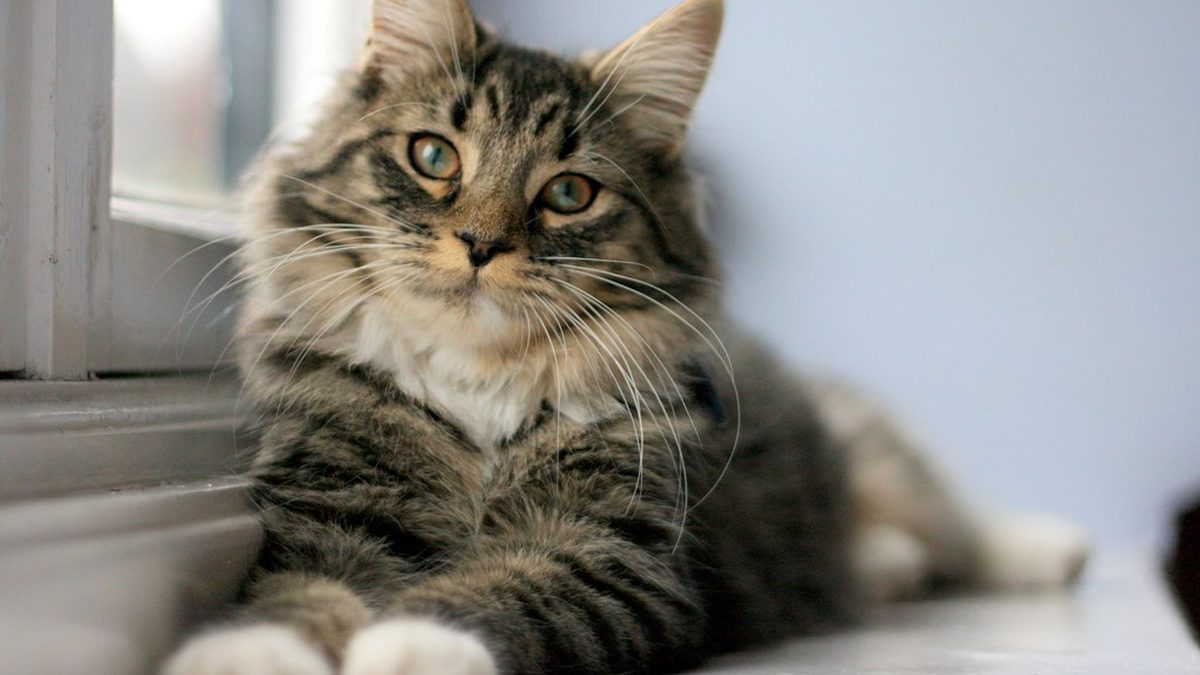 一只猫穿着超人披风